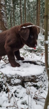 Schoko Labrador Rüde, darf ab sofort in eine Liebevolle Familie ziehen