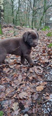 Schoko Labrador Rüde, darf ab sofort in eine Liebevolle Familie ziehen
