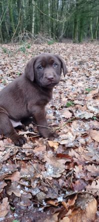 Schoko Labrador Rüde, darf ab sofort in eine Liebevolle Familie ziehen