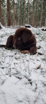 Schoko Labrador Rüde, darf ab sofort in eine Liebevolle Familie ziehen
