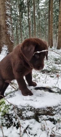 Schoko Labrador Rüde, darf ab sofort in eine Liebevolle Familie ziehen