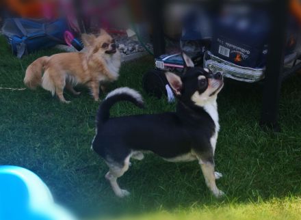 Chihuahua Welpen Wien AT