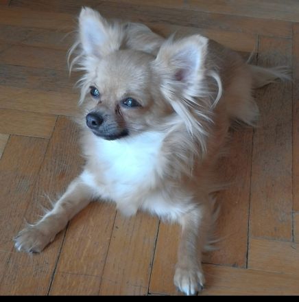 Chihuahua Welpen Wien AT