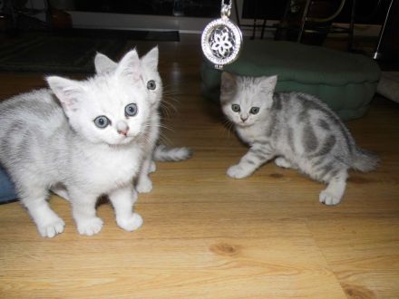 BKH Kätzchen in silver tabby, ganz süß und menschenbezogen, Abholung sofort möglich