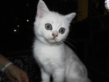 BKH Kätzchen in silver tabby, ganz süß und menschenbezogen, Abholung sofort möglich