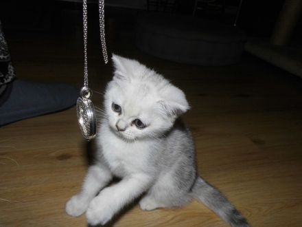 BKH Kätzchen in silver tabby, ganz süß und menschenbezogen, Abholung sofort möglich