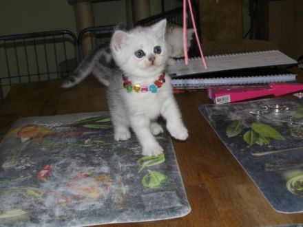BKH Kätzchen in silver tabby, ganz süß und menschenbezogen, Abholung sofort möglich