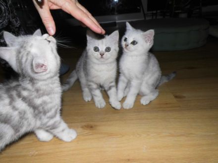 BKH Kätzchen in silver tabby, ganz süß und menschenbezogen, Abholung sofort möglich