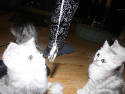 BKH Kätzchen in silver tabby, ganz süß und menschenbezogen, Abholung sofort möglich