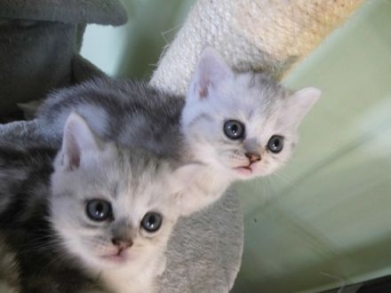 BKH Kätzchen in silver tabby, ganz süß und menschenbezogen, Abholung sofort möglich