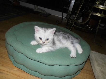 BKH Kätzchen in silver tabby, ganz süß und menschenbezogen, Abholung sofort möglich