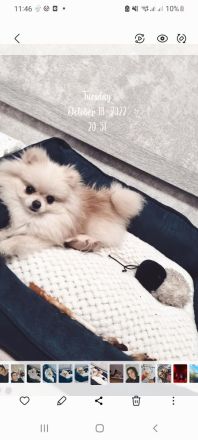 POMERANIAN Mini Hündin 1.2 kg