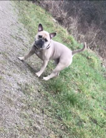 Lio sucht eine passende Hündin zum decken. (Deckrüde) (Old Englisch/Franz. Bulldogge)