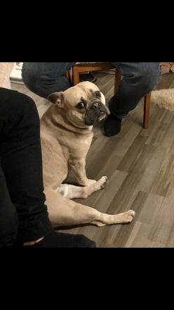 Lio sucht eine passende Hündin zum decken. (Deckrüde) (Old Englisch/Franz. Bulldogge)