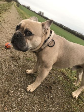 Lio sucht eine passende Hündin zum decken. (Deckrüde) (Old Englisch/Franz. Bulldogge)