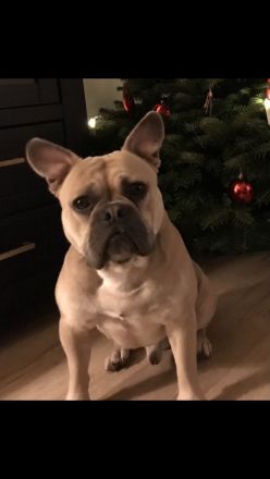 Lio sucht eine passende Hündin zum decken. (Deckrüde) (Old Englisch/Franz. Bulldogge)
