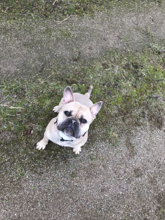 Lio sucht eine passende Hündin zum decken. (Deckrüde) (Old Englisch/Franz. Bulldogge)