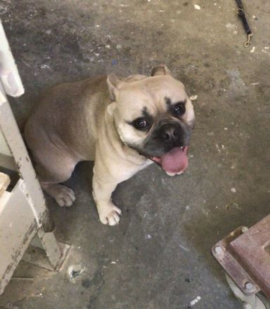 Lio sucht eine passende Hündin zum decken. (Deckrüde) (Old Englisch/Franz. Bulldogge)