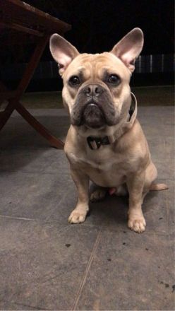 Lio sucht eine passende Hündin zum decken. (Deckrüde) (Old Englisch/Franz. Bulldogge)