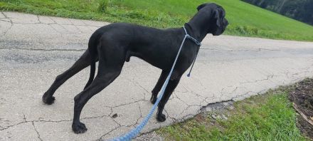 Bordeaux Dogge - Deutsche Dogge