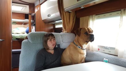 Bordeaux Dogge - Deutsche Dogge