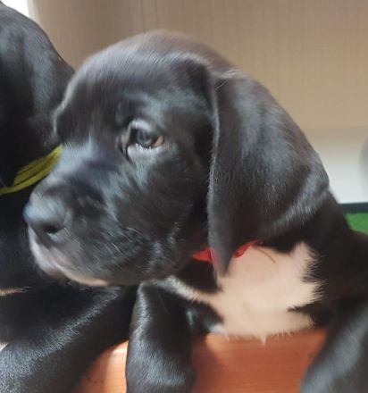 Bordeaux Dogge - Deutsche Dogge