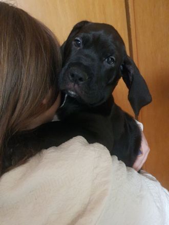 Bordeaux Dogge - Deutsche Dogge