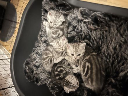 Babykitten zu verkaufen