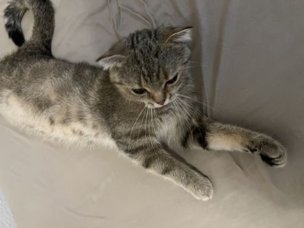 Babykitten zu verkaufen