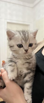 Babykitten zu verkaufen