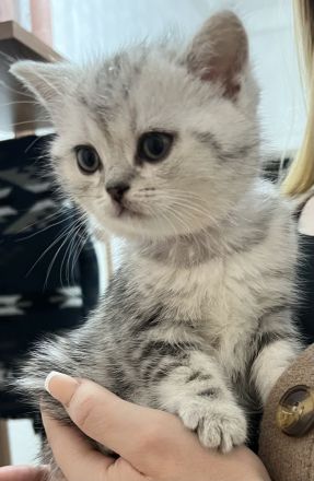 Babykitten zu verkaufen