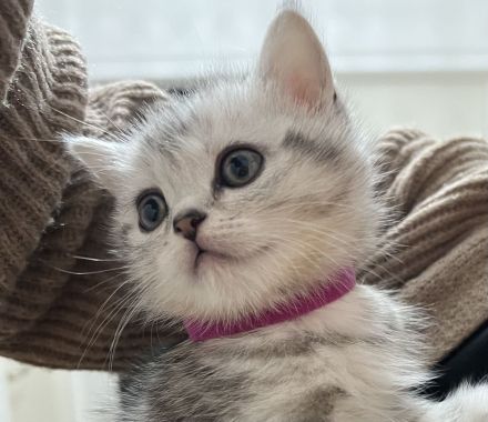 Babykitten zu verkaufen