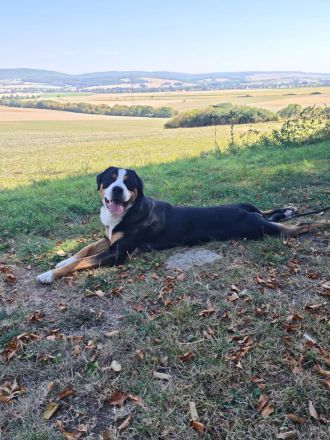 Grosser Schweizer Sennenhund zuchttauglicher Deckrüde mit Papieren