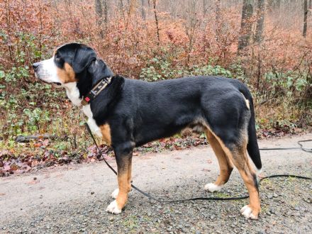 Grosser Schweizer Sennenhund zuchttauglicher Deckrüde mit Papieren