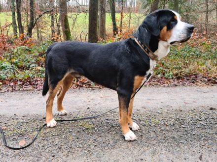 Grosser Schweizer Sennenhund zuchttauglicher Deckrüde mit Papieren