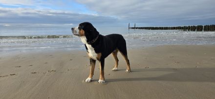 Grosser Schweizer Sennenhund zuchttauglicher Deckrüde mit Papieren