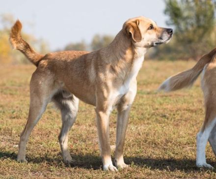 lieber,kastrierter Caramel lebt im Außenzwinger in Rumänien; wir suchen ein Heim für ihn