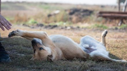 lieber,kastrierter Caramel lebt im Außenzwinger in Rumänien; wir suchen ein Heim für ihn