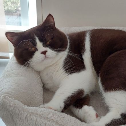 BKH Britisch Kurzhaar Kater mit Stammbaum!