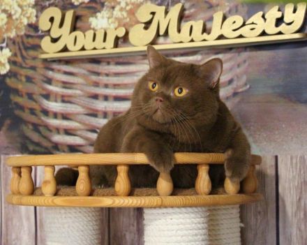 BKH Britisch Kurzhaar Kater mit Stammbaum!