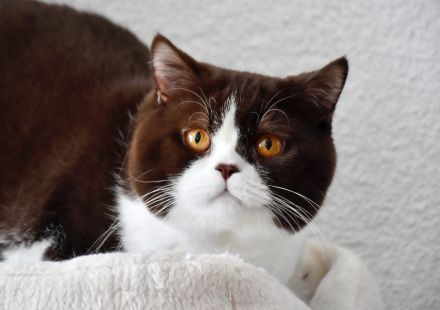 BKH Britisch Kurzhaar Kater mit Stammbaum!