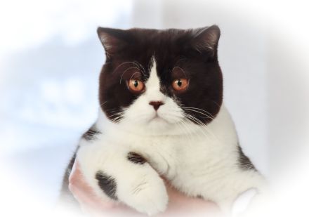 BKH Britisch Kurzhaar Kater mit Stammbaum!