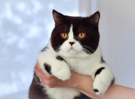 BKH Britisch Kurzhaar Kater mit Stammbaum!