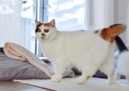 BKH Britisch Kurzhaar Kater mit Stammbaum!