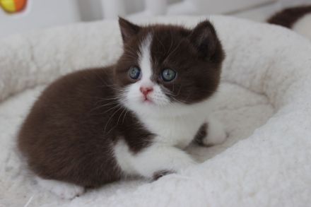 BKH Britisch Kurzhaar Kater mit Stammbaum!