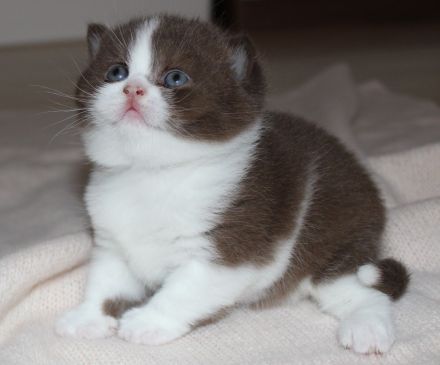 BKH Britisch Kurzhaar Kater mit Stammbaum!