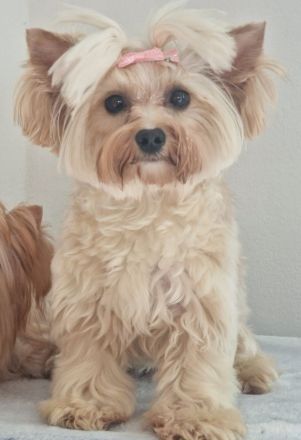 dai piccoli angioletti dorati