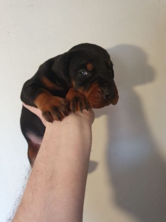 Dobermann welpen