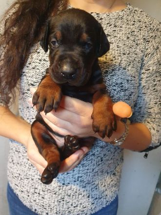 Dobermann welpen