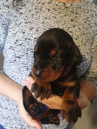 Dobermann welpen